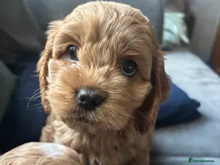 Cockapoo dogs Gorgeous Cockalier/Toy poodle pups - Advert 2
