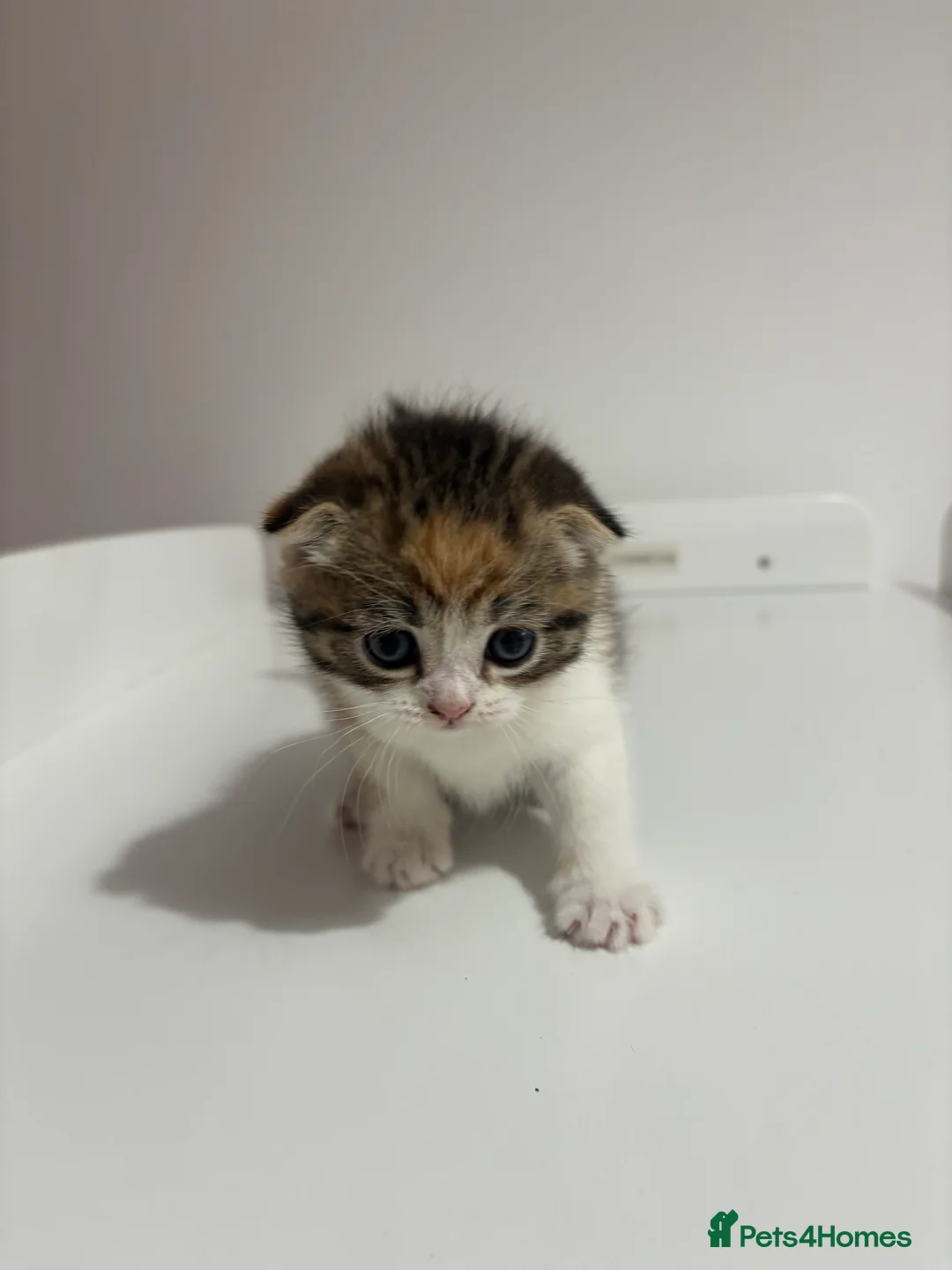 Scottish Fold cats for sale: Scottish fold straight and folded ears - Advert 14