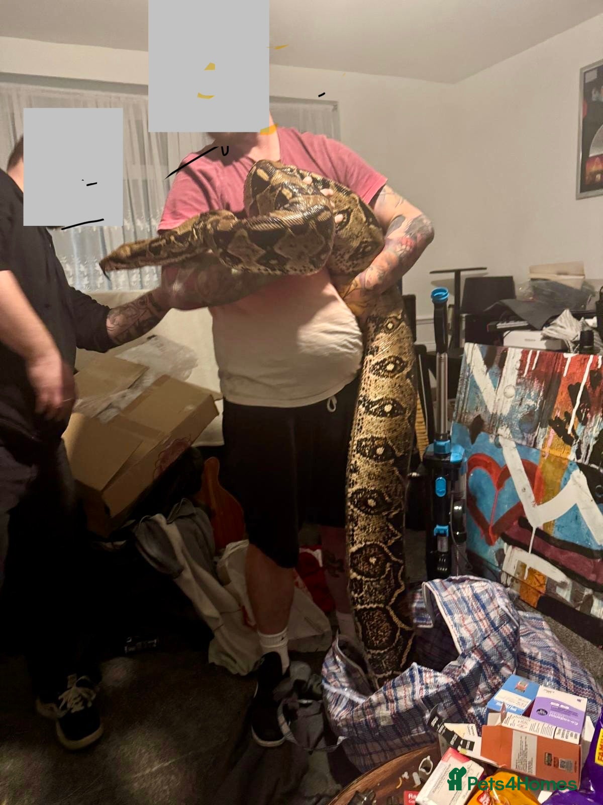 Boa Snake reptiles Columbian red tail Boa - Advert 1