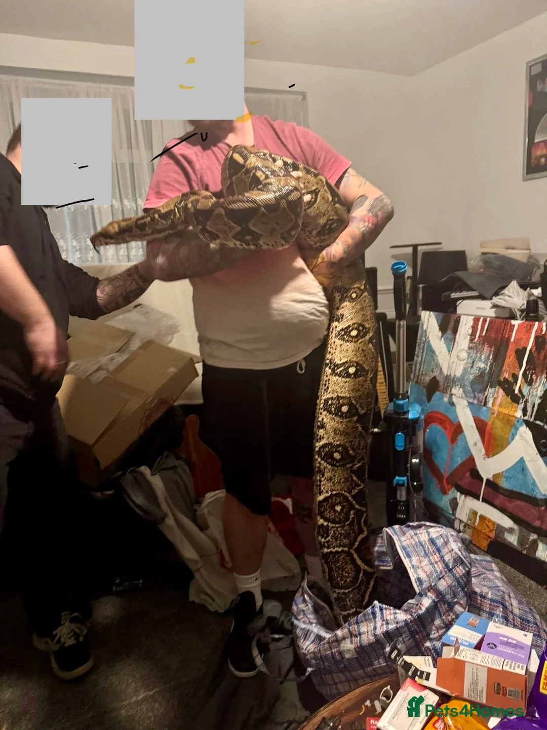 Boa Snake reptiles for sale: Columbian red tail Boa in Romford - Advert 1