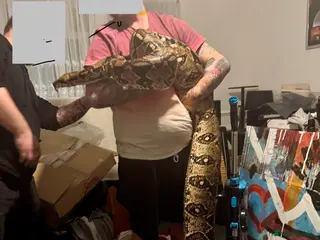 Boa Snake reptiles Columbian red tail Boa - Advert 1