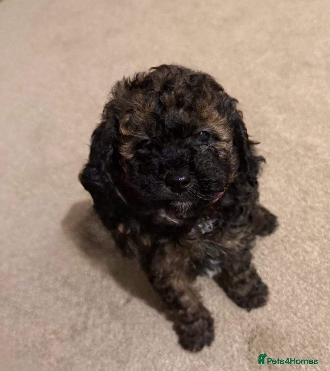 Poochon dogs Poochon puppy’s  - Advert 10