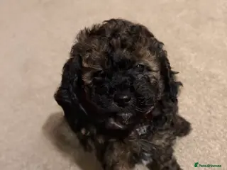 Poochon dogs Poochon puppy’s - Advert 10