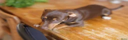 Jack Russell dogs for sale: Beautiful Jack Russell in Chocolate and Silver - Advert 21