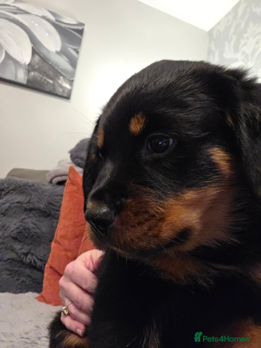 Rottweiler dogs for sale: ***Ready Now*** KC Registered Rottweiler Puppies - Advert 36