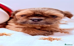 Shih Tzu dogs for sale: 3x Beautiful Pedigree Imperial Shih Tzu Girls - Advert 21