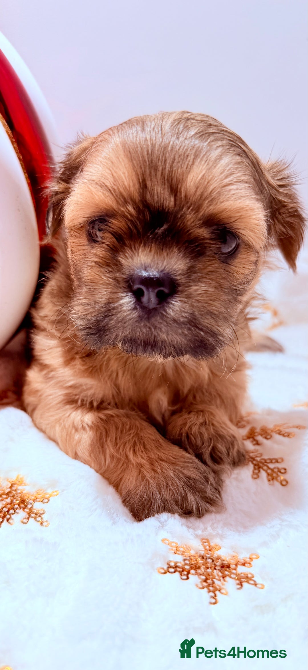 Shih Tzu dogs for sale: 3x Beautiful Pedigree Imperial Shih Tzu Girls - Advert 21