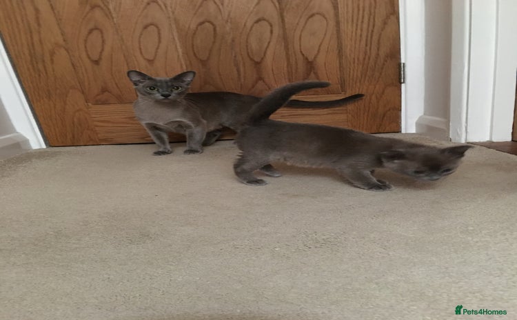 Burmese cats - Advert 1
