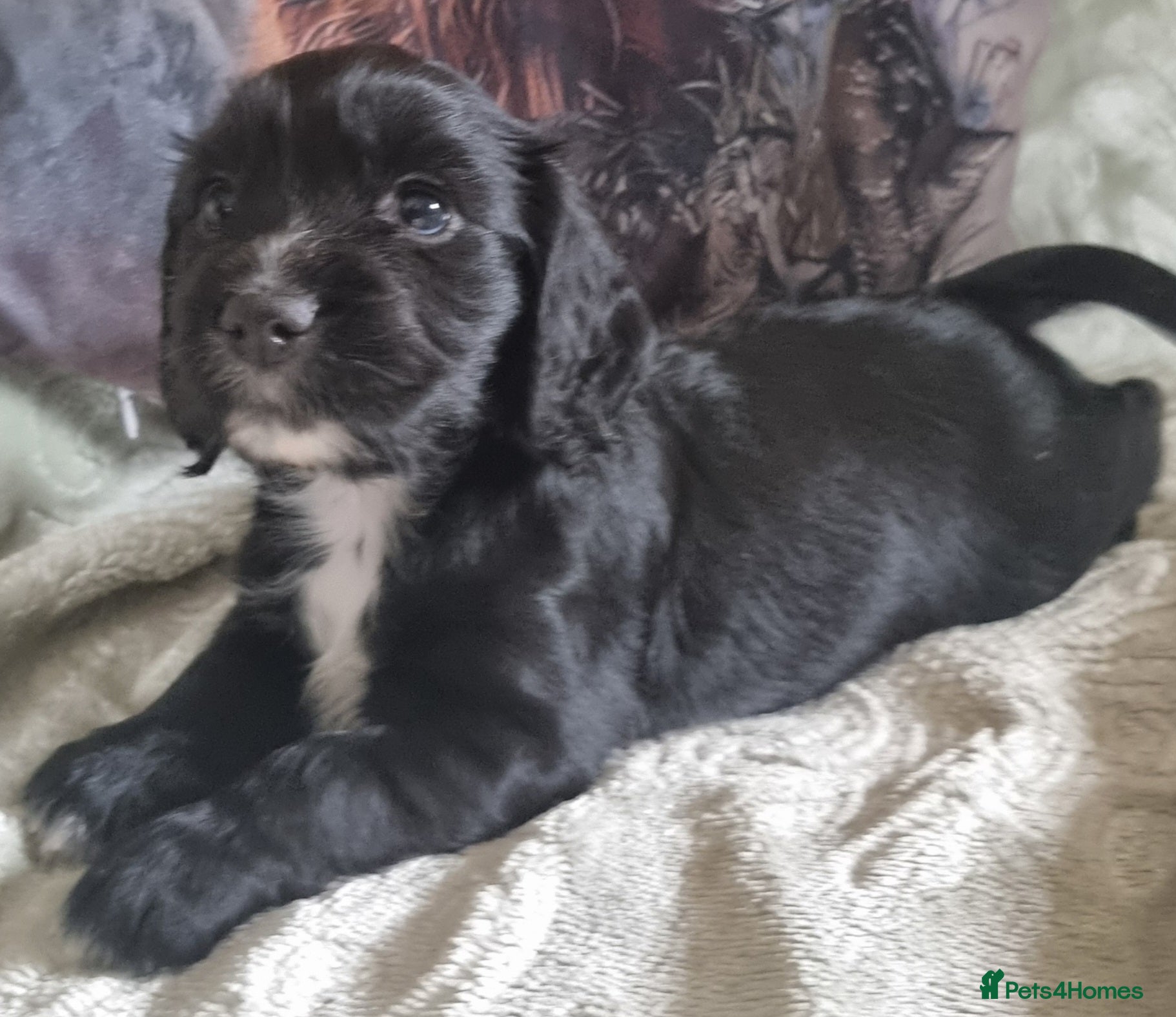 Cocker Spaniel dogs Cocker spaniel pups - Advert 1