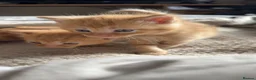 Mixed Breed cats for sale: KITTENS READY ON 10th MAY in Woodbridge - Advert 2