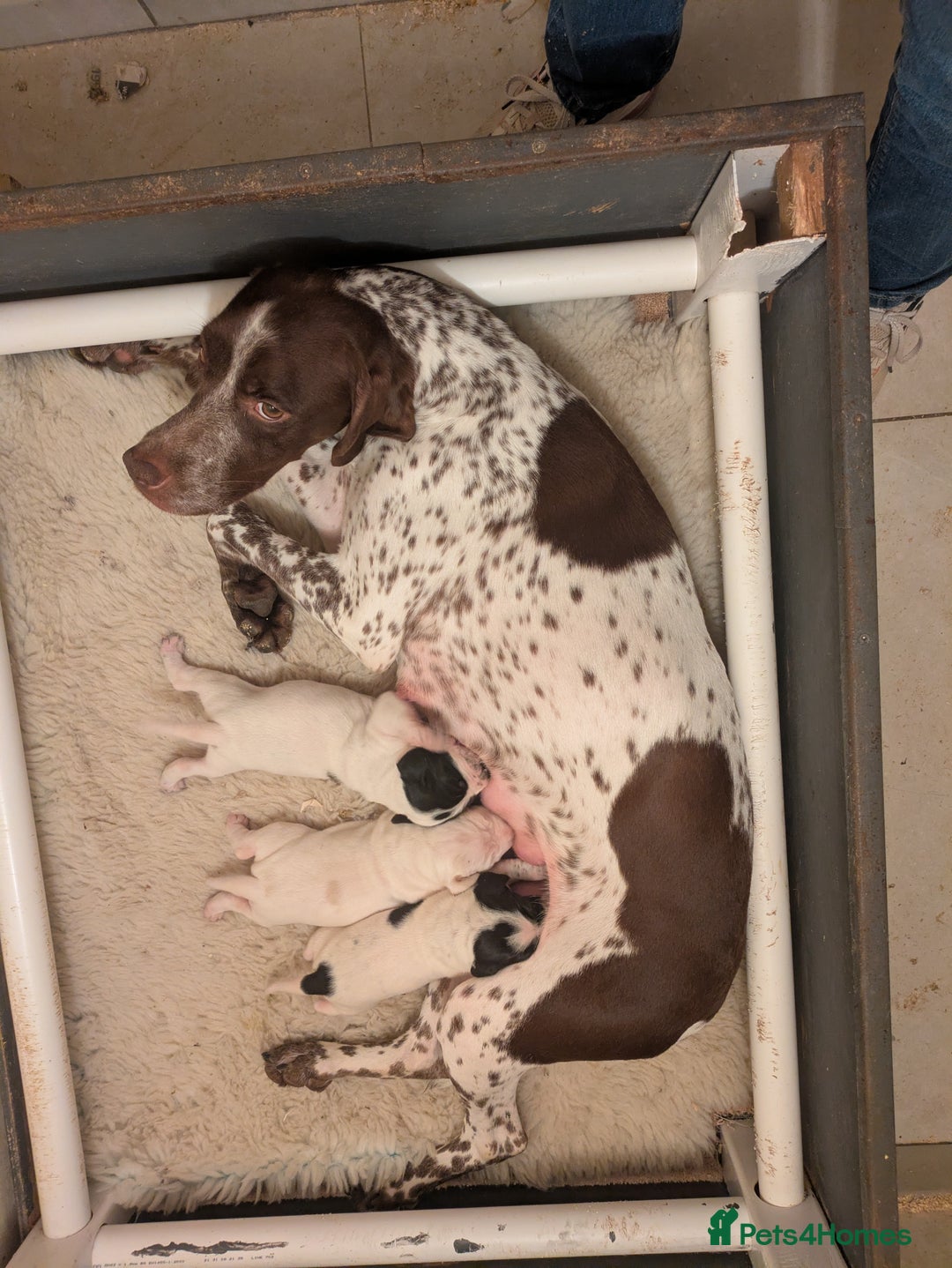 Pointer dogs for sale: Pointer - Advert 1