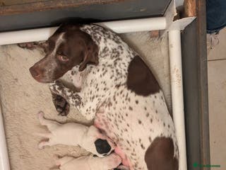 Pointer dogs Pointer - Advert 5