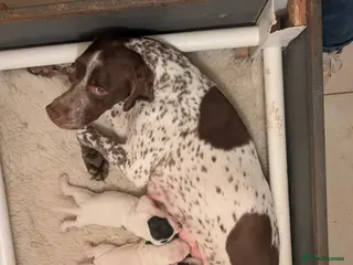 Pointer dogs Pointer - Advert 6