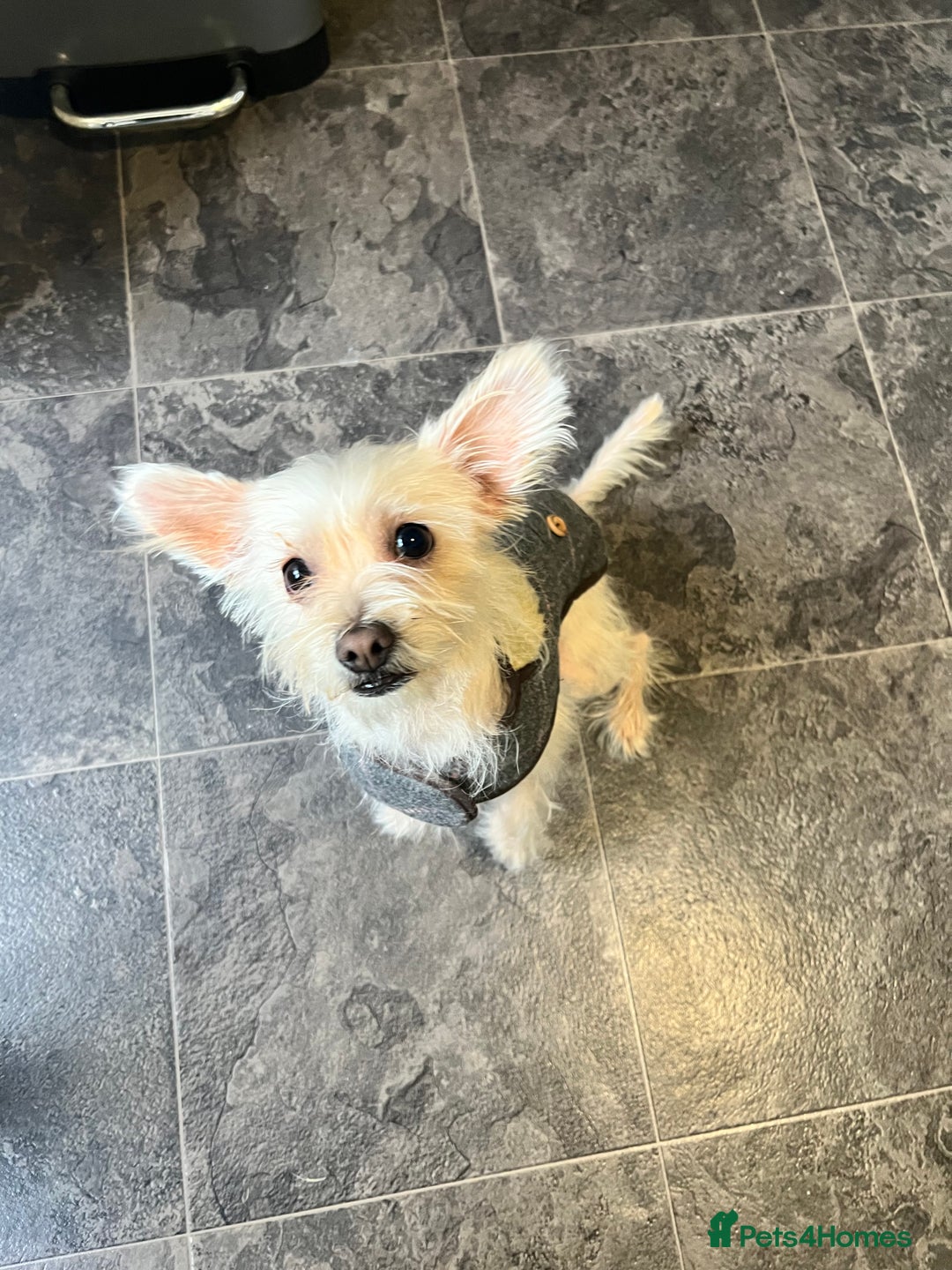 Chorkie dogs for sale: Beautiful chorkie boy.  - Image 10