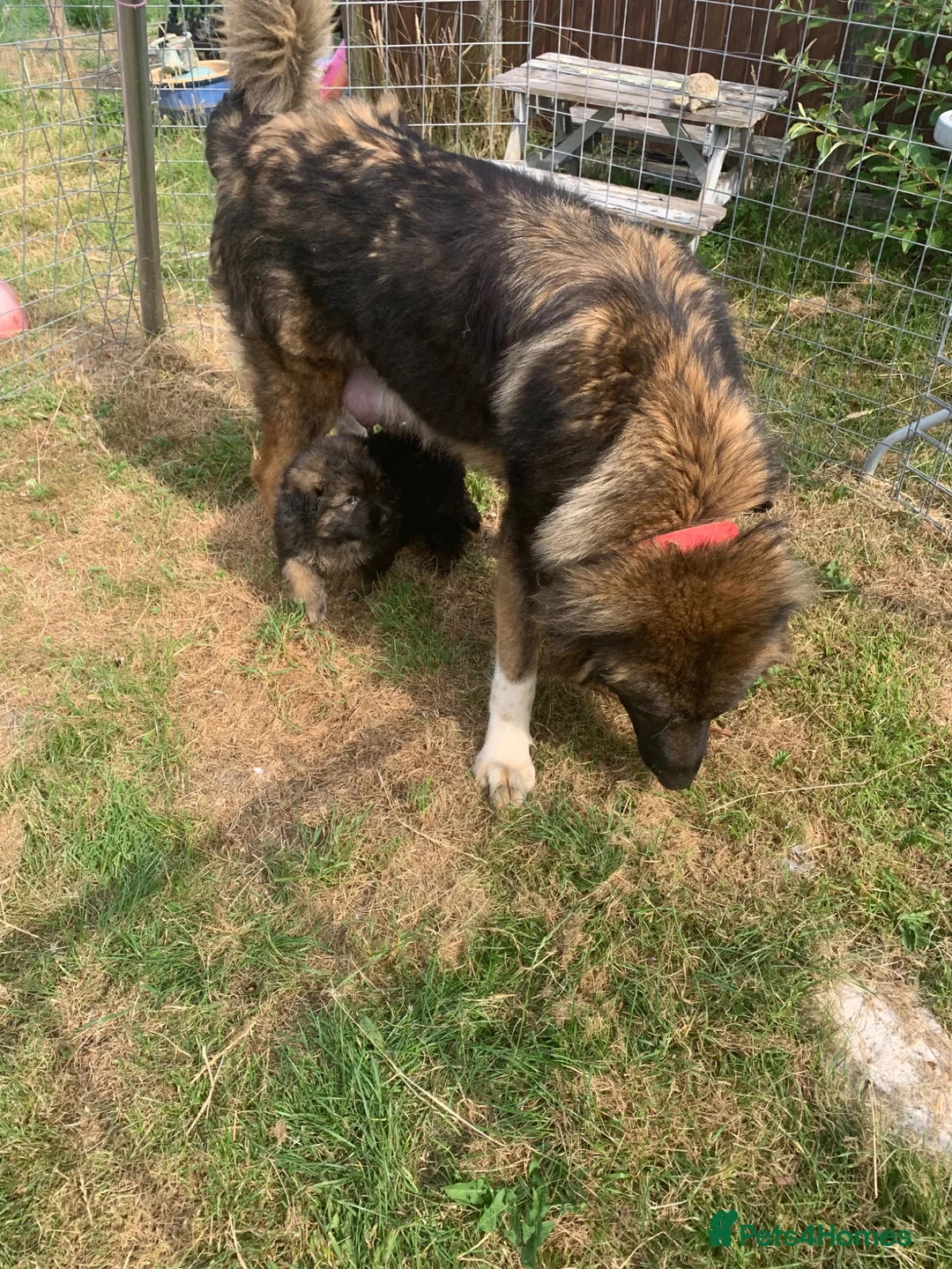 Mixed Breed dogs for sale: Stunning boy puppies to 5 star home  - Advert 10