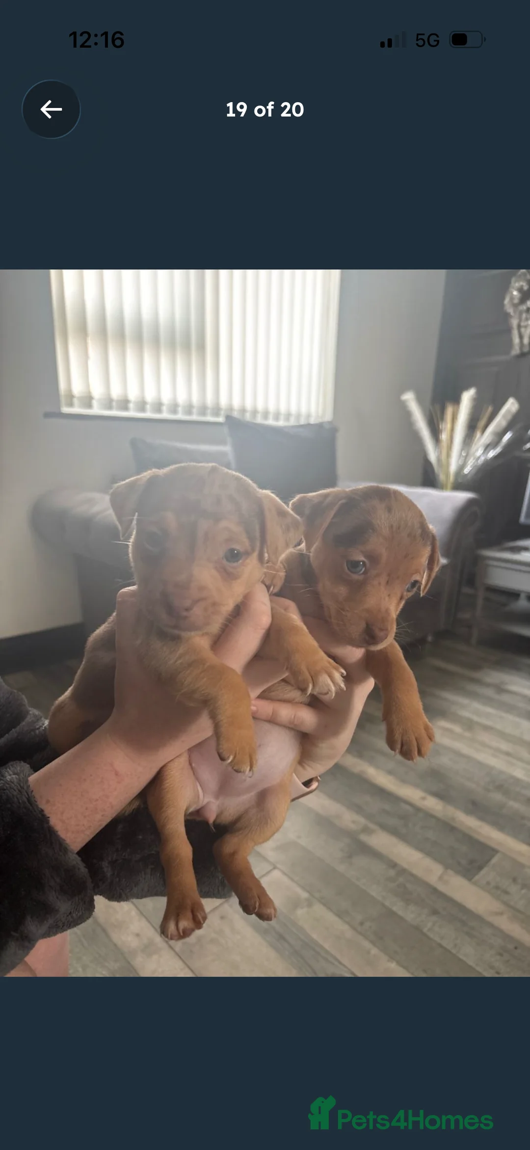 Jack Russell dogs for sale: Full jack russell puppies  - Advert 3