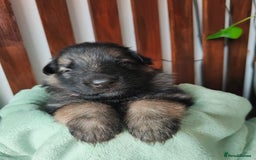 German Shepherd dogs for sale: German shepard puppies for sale - Image 9