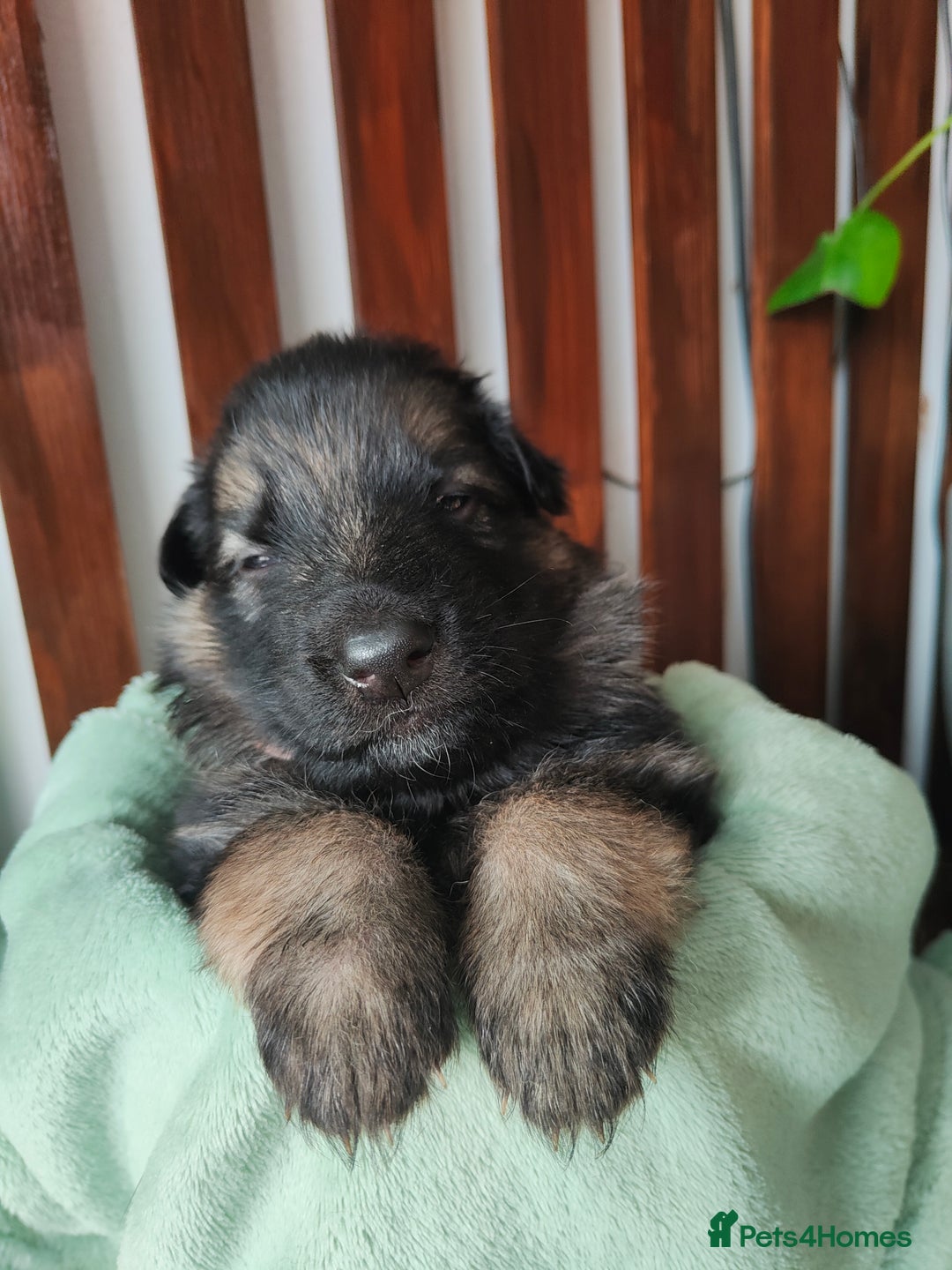 German Shepherd dogs for sale: German shepard puppies for sale - Image 9
