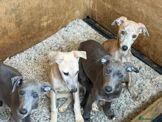 Whippet dogs Blue whippet pups - Advert 2