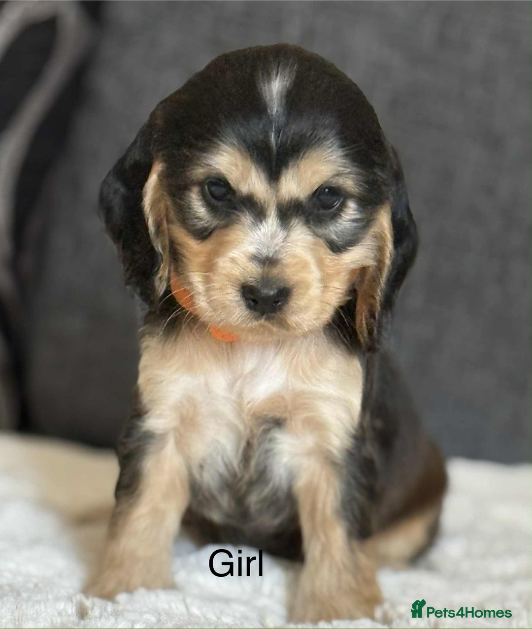 Cocker Spaniel dogs for sale: Kc registered cocker spaniels poops for sale - Image 4