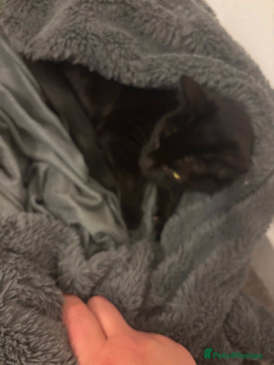 Mixed Breed cats for sale: 2 year old black female cat for adoption  - Image 1