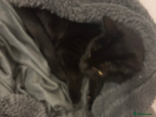 Mixed Breed cats - Advert 8