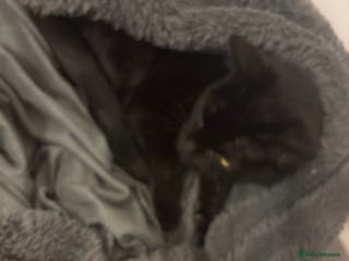 Mixed Breed cats 2 year old black female cat for adoption - Advert 18