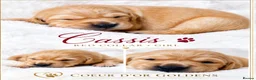 Golden Retriever dogs for sale: KC Golden Retriever from Health Tested Parents - Advert 19