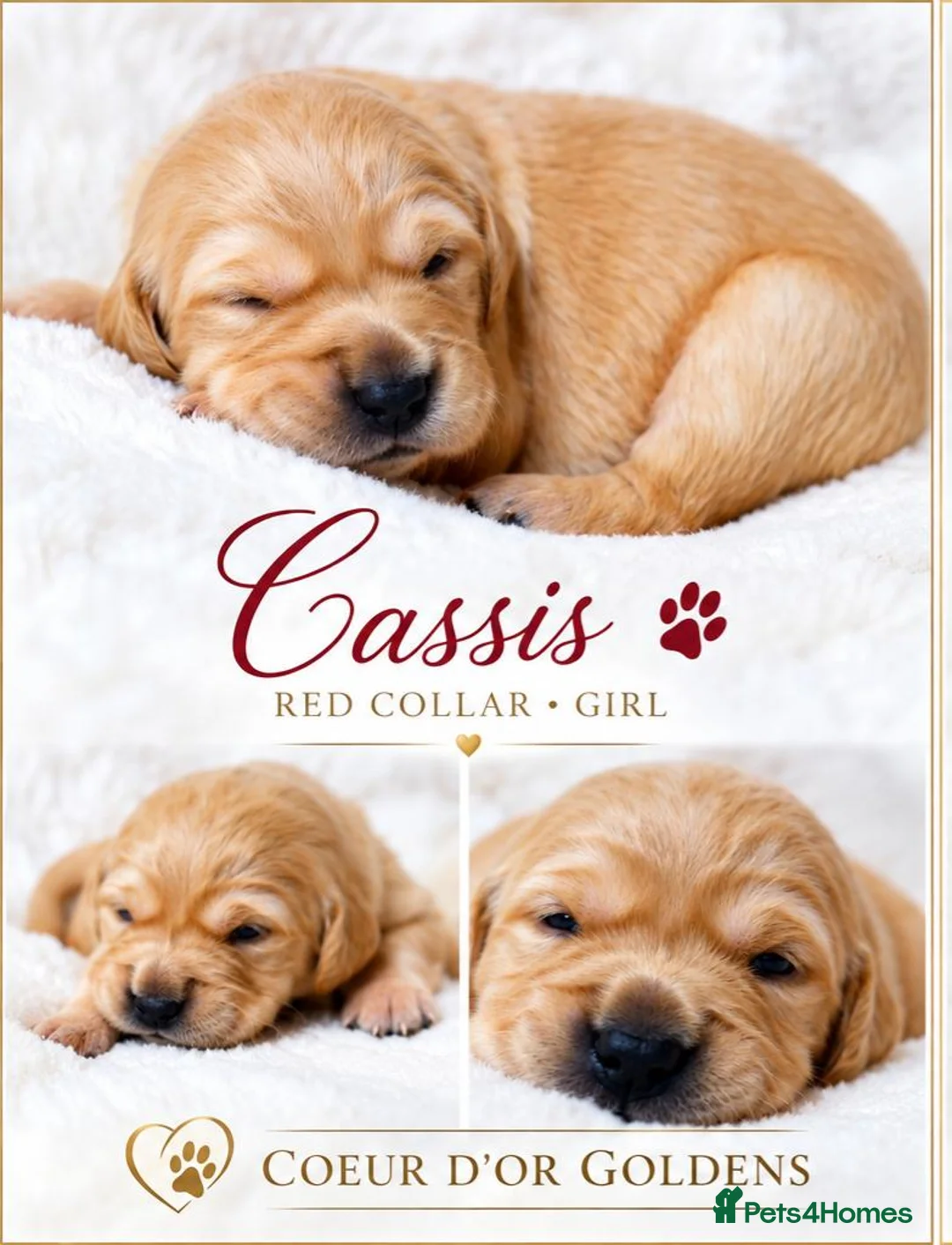 Golden Retriever dogs for sale: KC Golden Retriever from Health Tested Parents - Advert 19