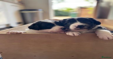 Border Collie dogs - Advert 14