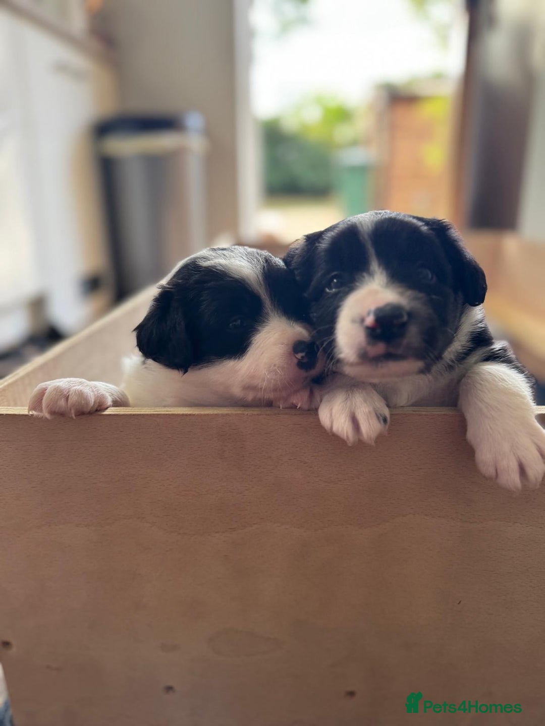 Border Collie dogs for sale: 4 week old Adorable Border Collie Puppies  - Image 2