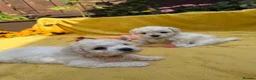 Bichon Frise dogs for sale: ⭐️Gorgeous Bichon Frise Puppies Available ⭐️ - Advert 3