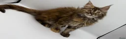 Maine Coon cats for sale: Stunning TICA active queen  - Advert 5