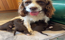 Sprocker dogs for sale: F1 Sprocker puppies liver and white  - Image 15