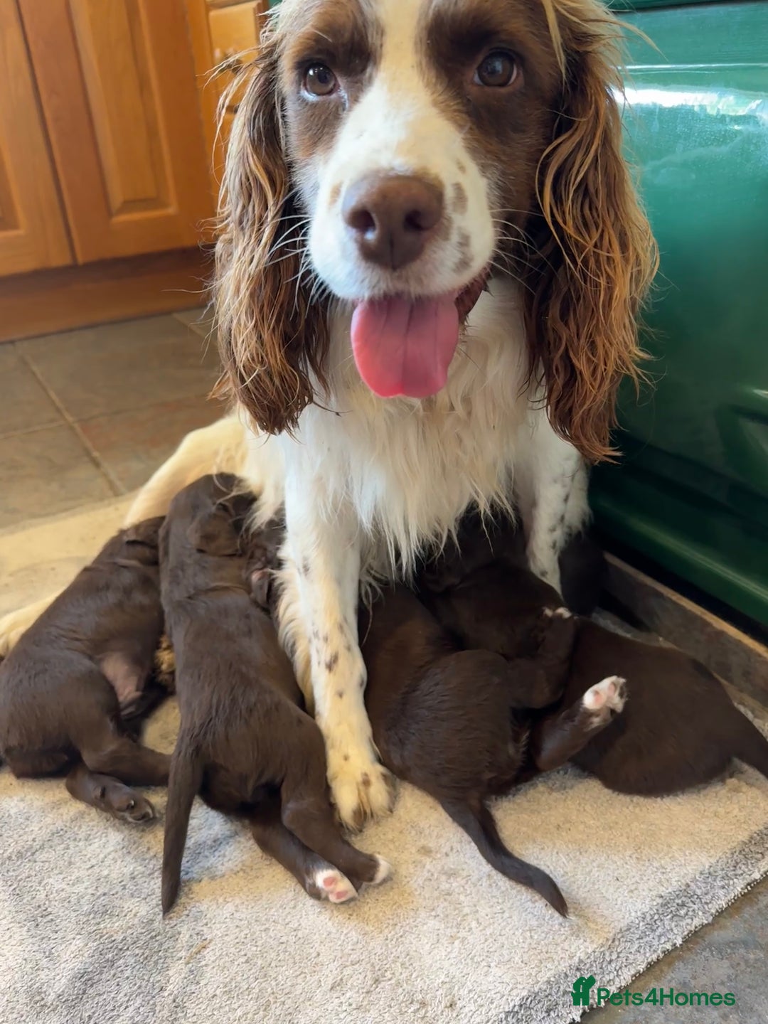 Sprocker dogs for sale: F1 Sprocker puppies liver and white  - Image 15