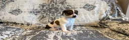 Jack Russell dogs for sale: Jack Russel puppies in Manchester - Advert 24