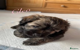 Mixed Breed dogs for sale: 3 Beautiful Shih Tzu x Toy poodle  - Advert 3