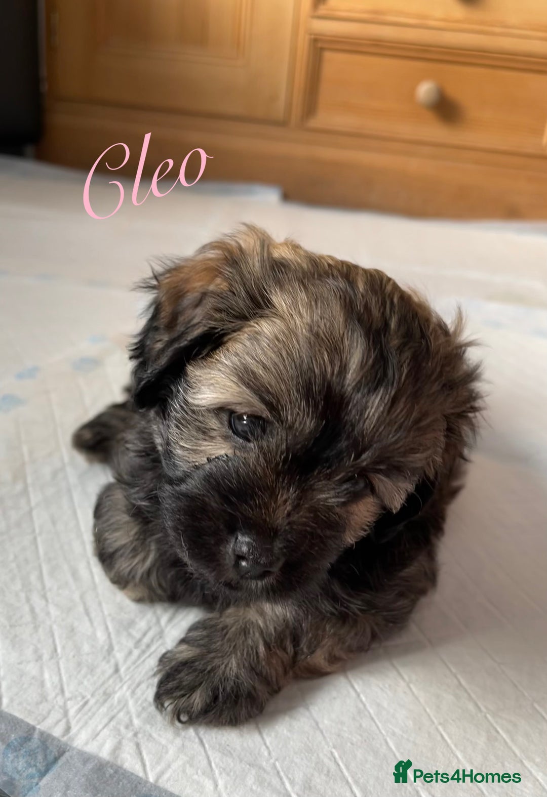 Mixed Breed dogs for sale: 3 Beautiful Shih Tzu x Toy poodle  - Advert 3