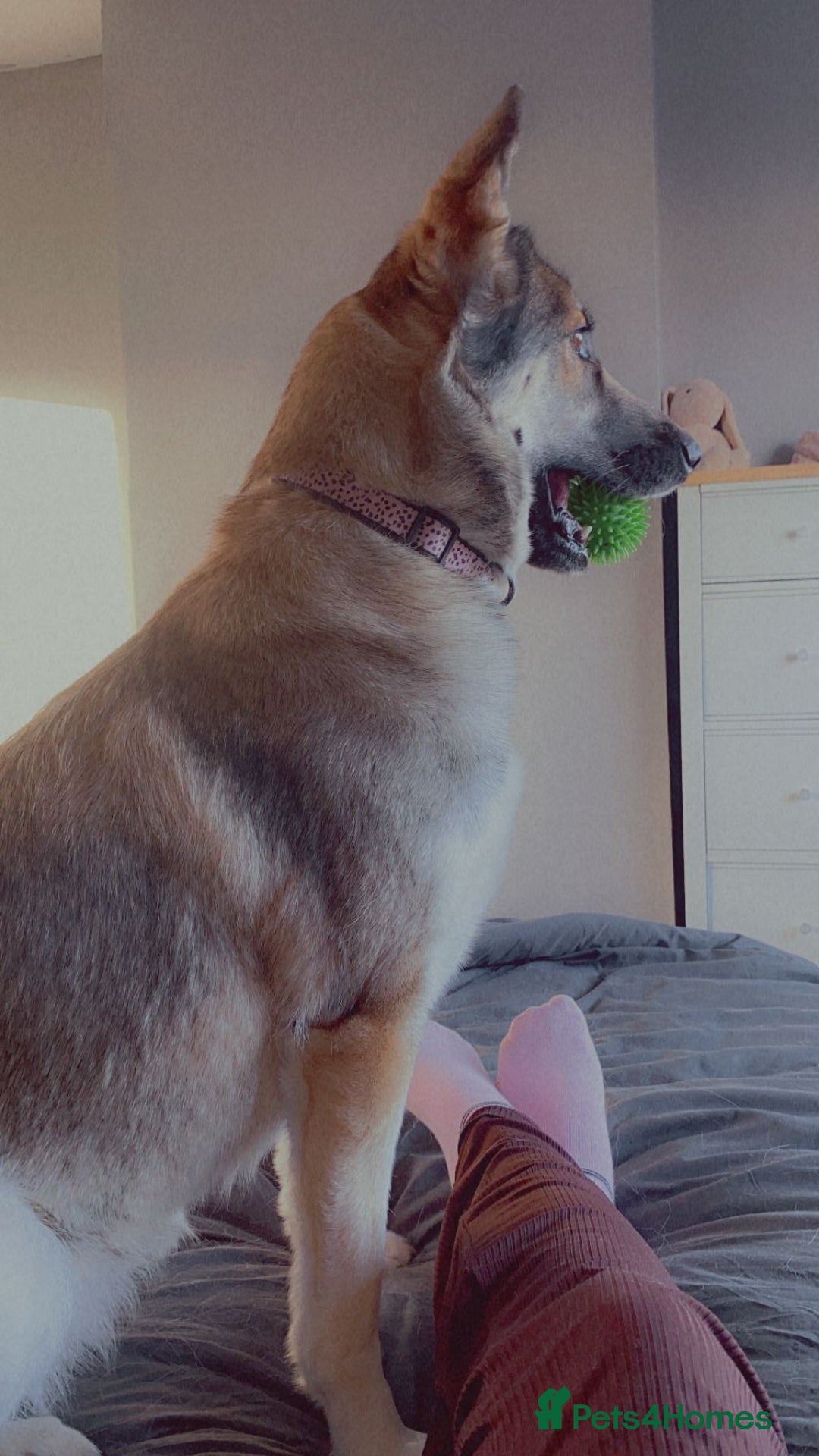 German Shepherd dogs for sale: Female German shepard  - Image 8