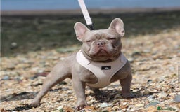French Bulldog dogs for sale: French Bulldog Puppies ready for new home - Image 2