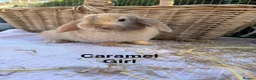 Mini Lop rabbits for sale:  Gorgeous mini Lop babies  - Advert 34