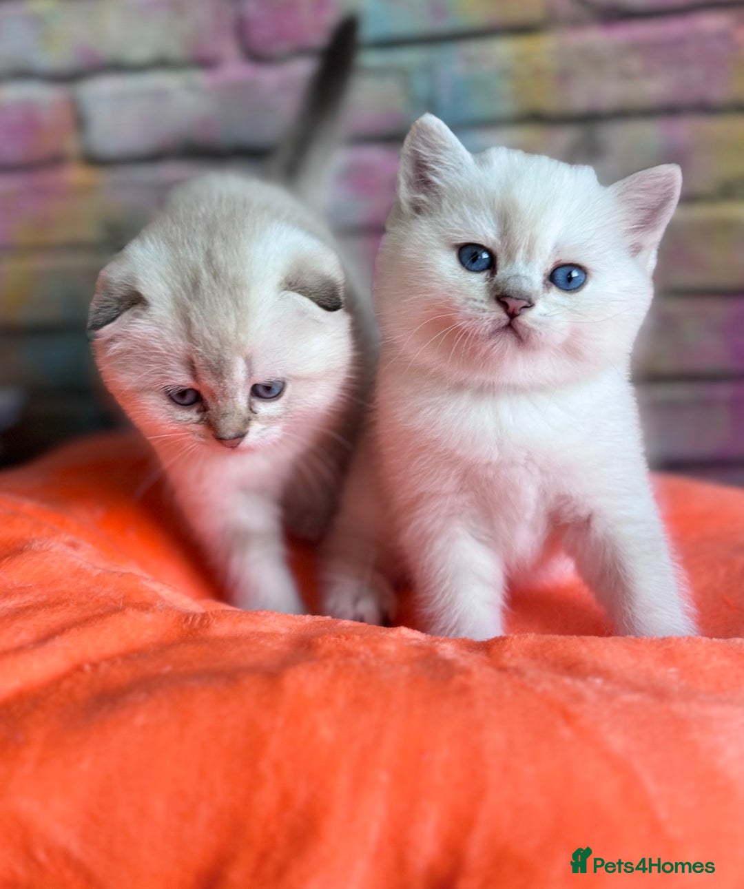 Scottish Fold cats for sale: SCOTTISH FOLD KITTENS 😻 - Advert 8