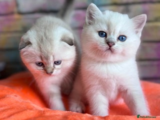Scottish Fold cats SCOTTISH FOLD KITTENS 😻 - Advert 2