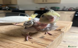 Cockatiels birds for sale: Hand reared tame Baby Cockertiel  - Image 3