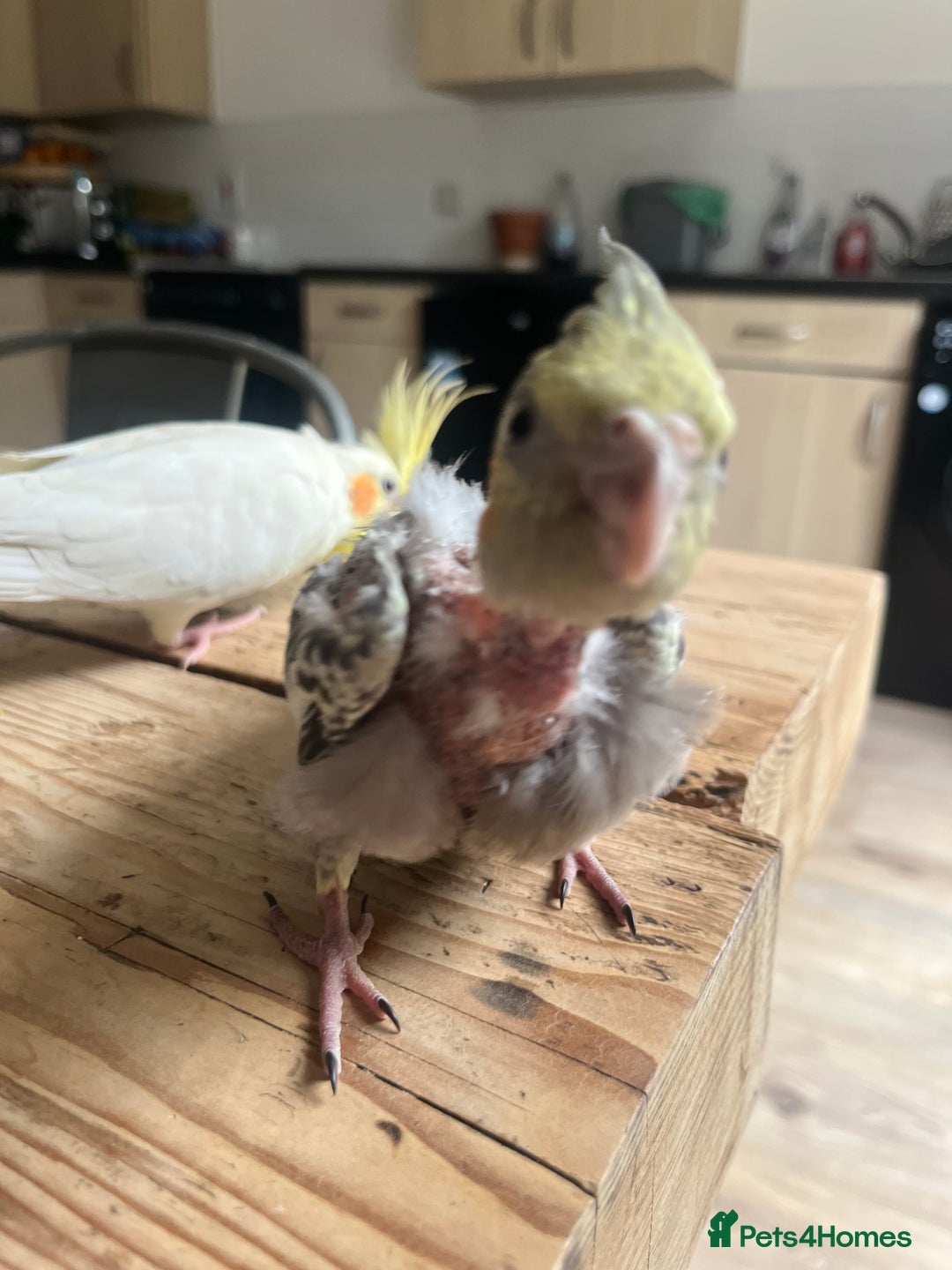 Cockatiels birds for sale: Hand reared tame Baby Cockertiel  - Image 3
