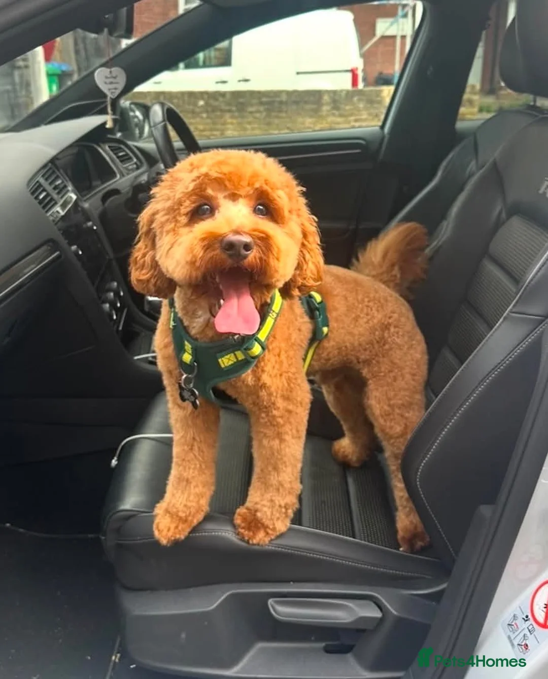 Cockapoo dogs for stud: Shaggy male for stud - Advert 2