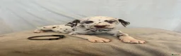 Dalmatian dogs for stud: Liver spot kc dalmatian for stud in Bedford - Advert 15