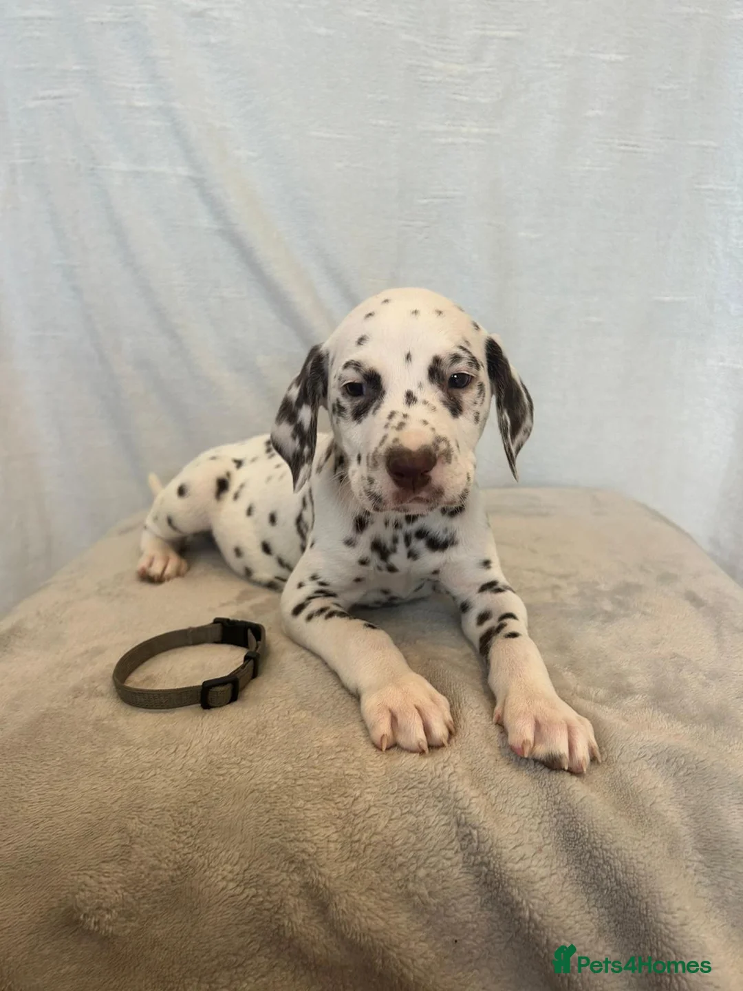 Dalmatian dogs for stud: Liver spot kc dalmatian for stud in Bedford - Advert 15