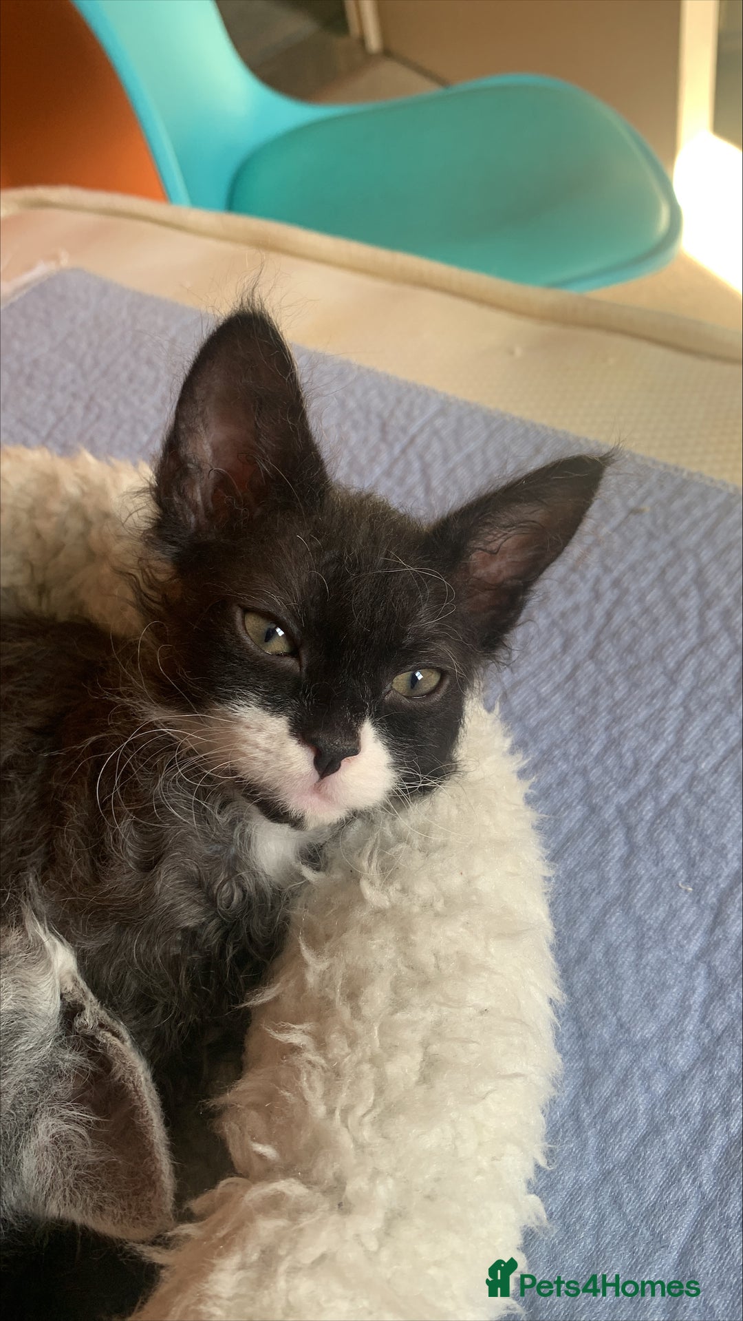 LaPerm cats for sale: Sweet LaPerm Kitten - Advert 5