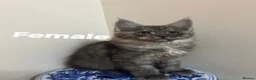 Maine Coon cats for sale: Licensed breeder-maine coon kittens - Advert 7